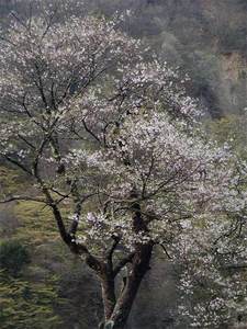 桜左の枝花.jpg